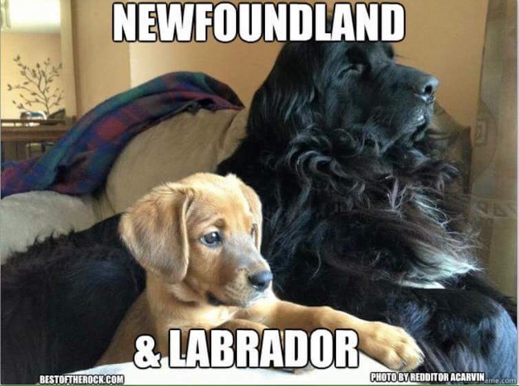 wp-1451795860524 image